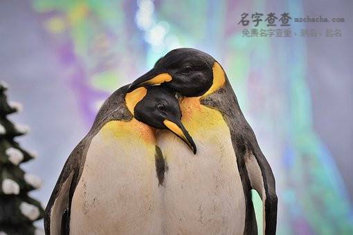 最新男孩带靖的名字
