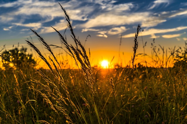 1688950445721596.jpg wheat-2391348_640.jpg